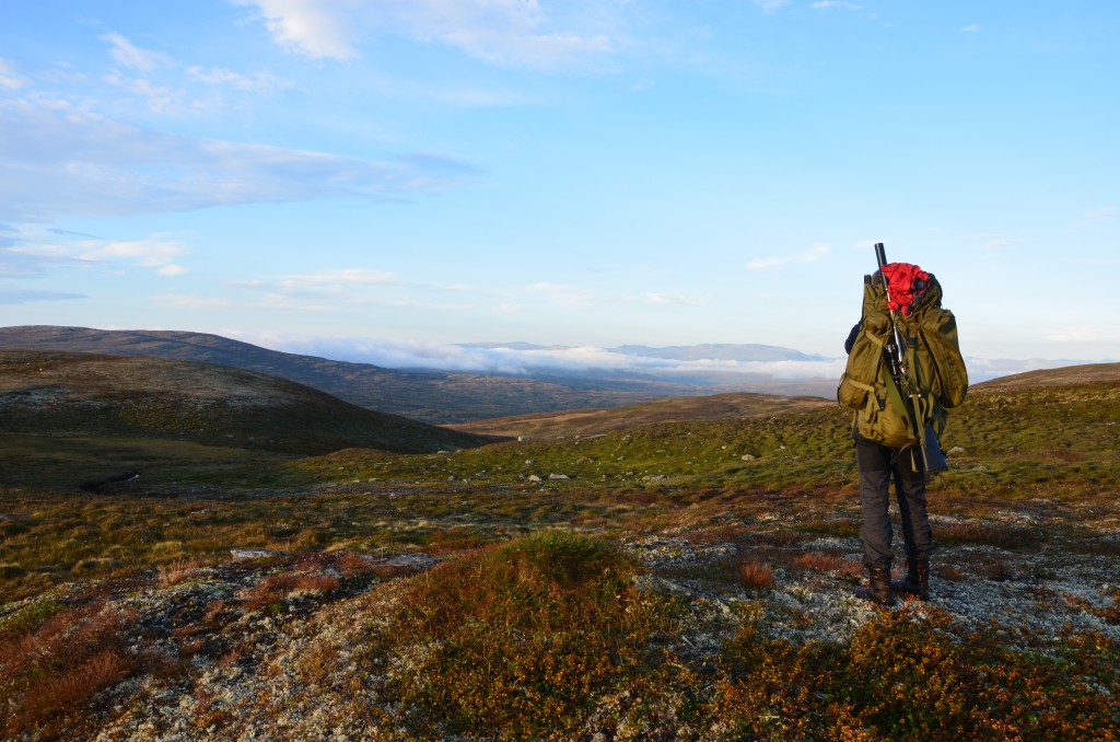 Jakt i Forollhogna 2013