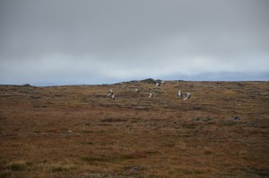 Mange av Norges Fjellstyrer har bidratt med data til et forskningsprosjekt på jaktuttak, begrensinger og takseringer av lirype.